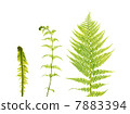 Three various fern stems, isolated on white background 7883394