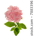 Romantic pink hortensia, isolated on white background 7883396
