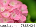  hydrangea 7883424
