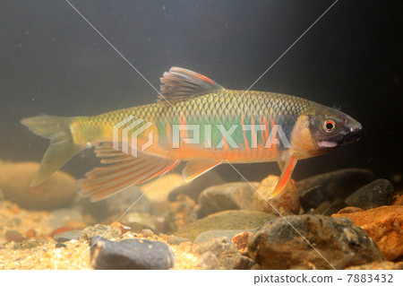 Oikawa的男性 7883432