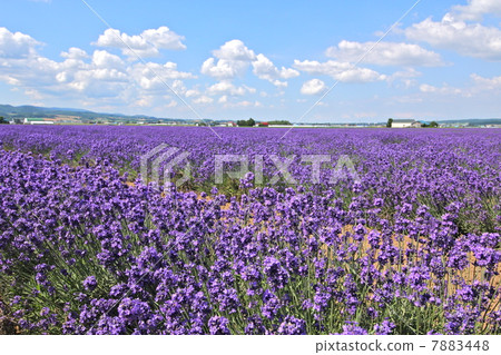 Lavender field Lavender field 7883448