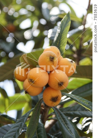 Loquat 7883619