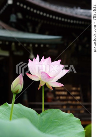 Lotus flower 7883632