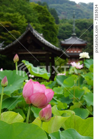 蓮花 蓮花 7883634