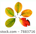 Tree leaves in fall beginning, isolated on white background - Amelanchier arborea, shadberry 7883716