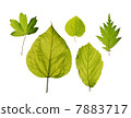 Isolated leaves of trees - hedge maple, katsura tree, hazel, northern catalpa, american witchhazel 7883717