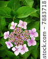 Hydrangea - detail of flower in garden 7883718