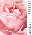 Detail of pink rose 7883719