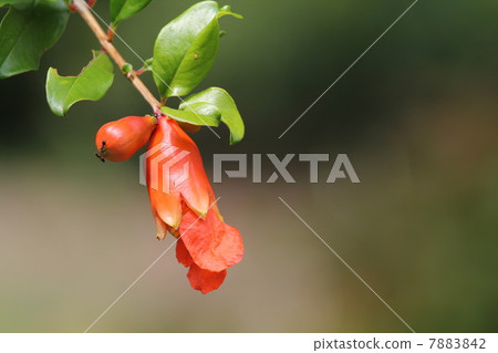 pomegranate  pomegranate  7883842