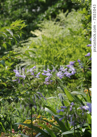 Agapanthus  Agapanthus 7883843