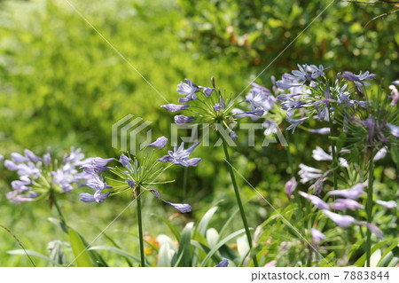 Agapanthus  Agapanthus 7883844