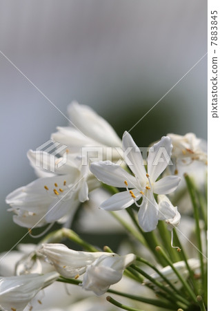  Agapanthus 7883845