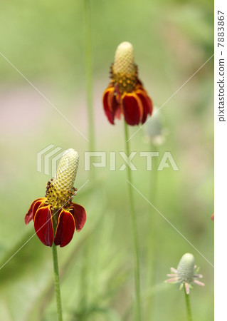 Lativita Red Midget 7883867