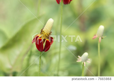Lativita Red Midget 7883868