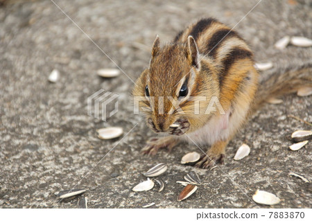 Ezo Chipmunk 7883870