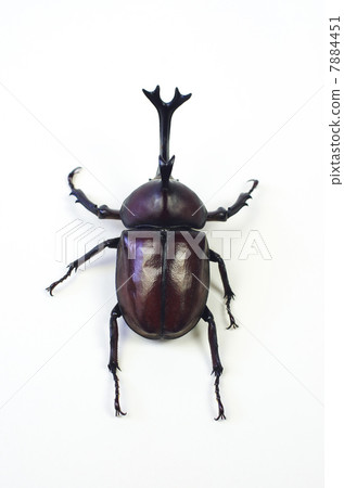 Black beetle on a white background 7884451