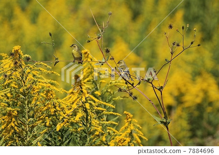 Mahiwa and Sei Daka Awasudashisou 7884696