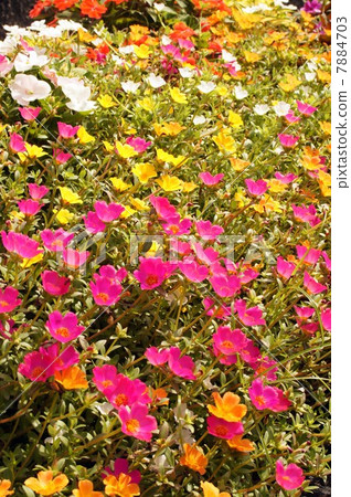 Midsummer Flower · Hana Suberihyu 7884703