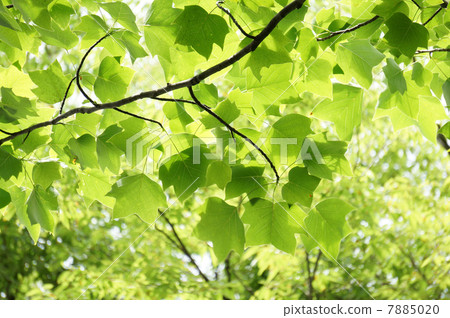 Yuri leaves Yuri leaves 7885020