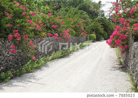 The path of the Ballus of Taketomijima The path of the Ballus of Taketomijima 7885023
