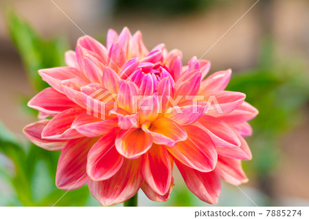 Dahlia Dahlia 7885274