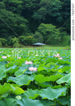 明池的荷花池 7885567