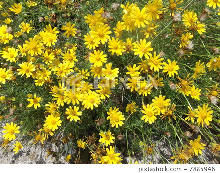 Even in the hot weather it is dignified and blooming 7885946