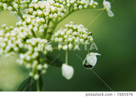 hydrangea hydrangea 7885976