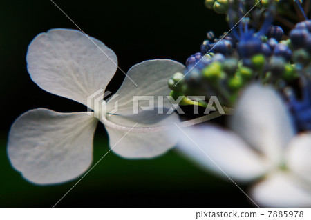 hydrangea   7885978