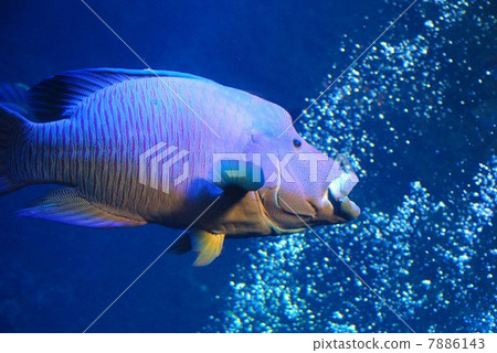 拿破崙魚 7886143