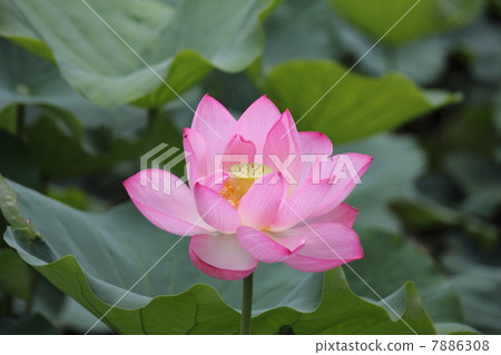 蓮花 蓮花 7886308