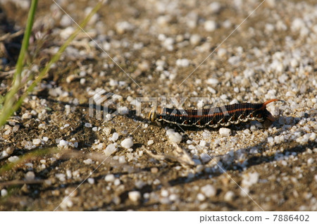 I am eating eggs in something larvae of a shrimp moth shrimp, sparrow tin mega. I am eating eggs in something larvae of a shrimp moth shrimp, sparrow tin mega. 7886402