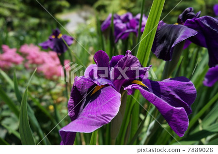 Purple flower 7889028