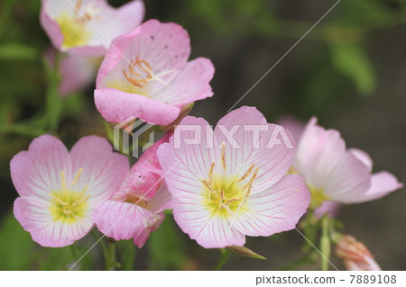 希爾圖森花 7889108