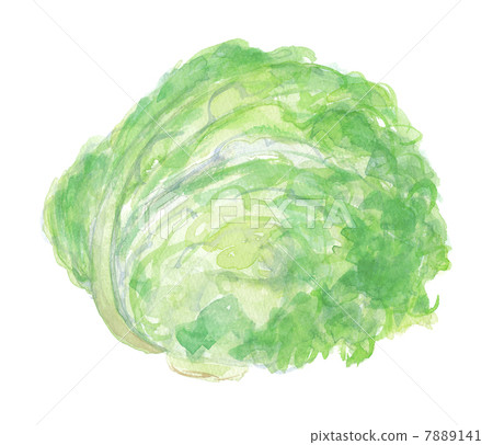 生菜 7889141