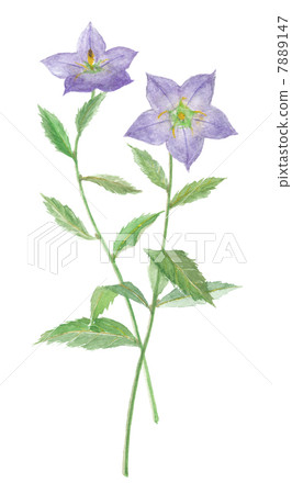 Kikyo Swordfish Purple Kikyo Swordfish Purple 7889147