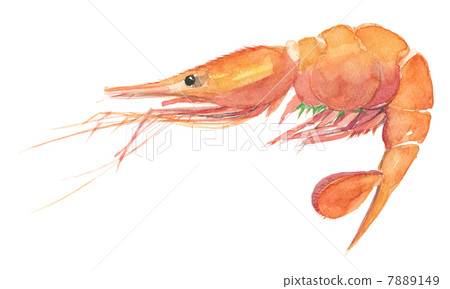 Button shrimp Button shrimp 7889149