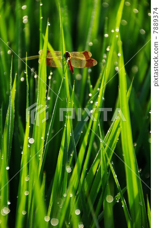 Red dragonfly summer Akane and morning dew of summer Aoda 7889374