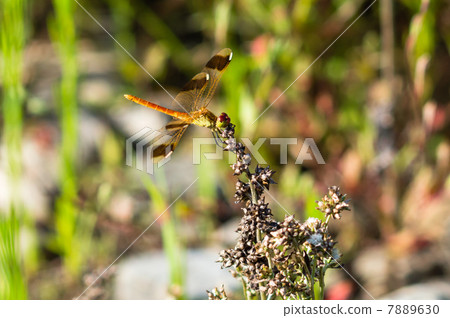 Miyama Macone Dragonfly 7889630