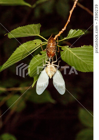 Emergence of Abra Zem 8/1 pm 8: 51 2013 7890239