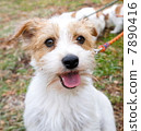 Jack Russell Terrier Puppy 7890416