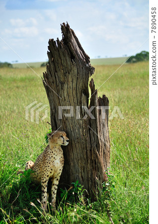 Wild cheetah 7890458