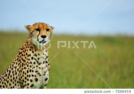 Wild cheetah Wild cheetah 7890459