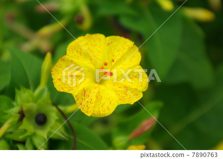 Osloi burner Osloi burner 7890763