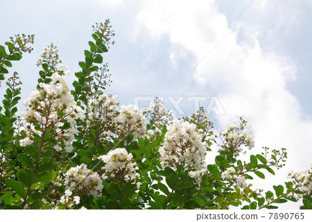 White crape myb flower White crape myb flower 7890765
