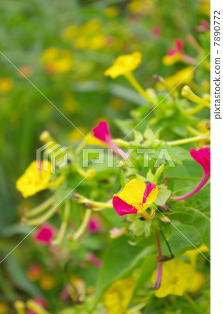 奧斯陸燃燒器 7890772