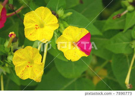 奧斯陸燃燒器 7890773