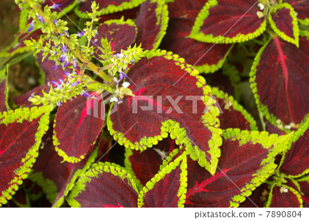Corius leaves and flowers 7890804
