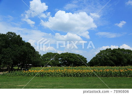 Sunflower field of Expo Memorial Park 7890806