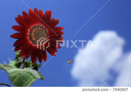 可可粉盛開在世博會紀念公園 可可粉盛開在世博會紀念公園 7890807